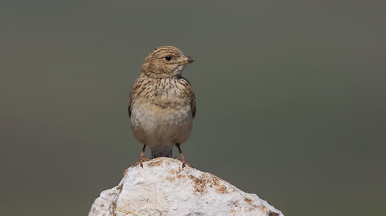 Lesser Short-toed Lark